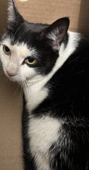 Theodosia -  Domestic Short Hair Cat for Adoption - Theodosia | PetCurious