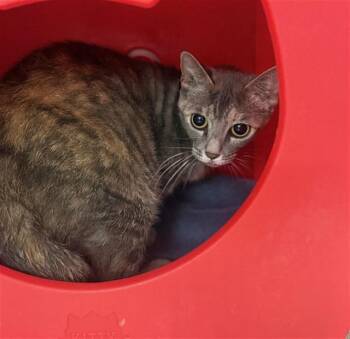 Domestic Short Hair Cats Available for Adoption in Conroe, Texas - TAMMY | PetCurious