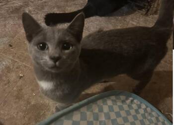 Flynn -  American Shorthair Cat for Adoption in Winnipeg, Manitoba - Flynn | PetCurious