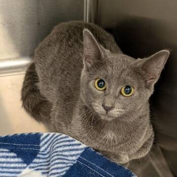 Taylor -  Domestic Short Hair Cat for Adoption in Hannibal, Missouri - Taylor | PetCurious