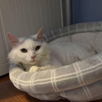 Blizzy -  Domestic Long Hair Cat for Adoption in Andover, Connecticut - Blizzy | PetCurious