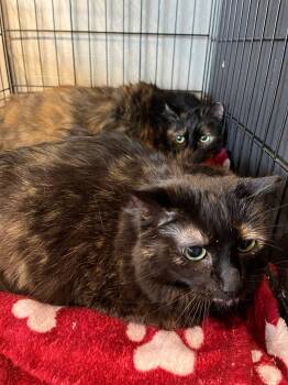 Big Cat and Lady Cat -  Tortoiseshell and Maine Coon Cat for Adoption in Walnut Creek, California - Big Cat And Lady Cat | PetCurious