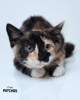 Patches -  Domestic Short Hair Cat for Adoption in Boone, Iowa - Patches | PetCurious
