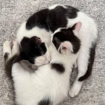 Waylon and Jenny -  Domestic Long Hair Cat for Adoption in Pendleton, Oregon - Waylon And Jenny | PetCurious