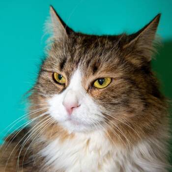 Luna -  Domestic Long Hair Cat for Adoption in Boston, Massachusetts - Luna | PetCurious