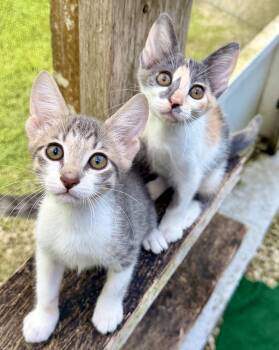 Persephone & Lancaster -  Calico and Tabby Cat for Adoption in Homestead, Florida - Persephone & Lancaster | PetCurious