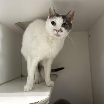 Rescue Domestic Short Hair Cats for Adoption in La Grange Park, Illinois - Owleen | PetCurious