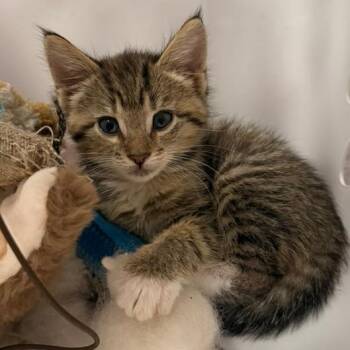 Theodore -  Domestic Short Hair Cat for Adoption in Portage, Michigan - Theodore | PetCurious