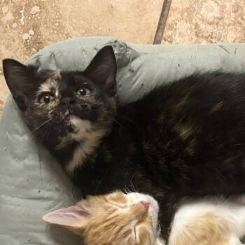 Donut -  Domestic Short Hair Cat for Adoption in San Antonio, Texas - Donut | PetCurious
