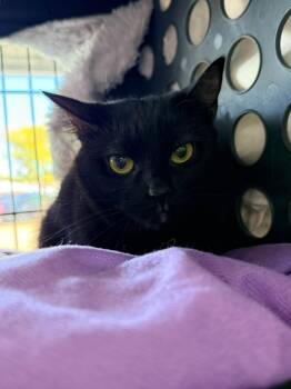 Trill -  Domestic Short Hair Cat for Adoption in Cleveland, Ohio - Trill | PetCurious