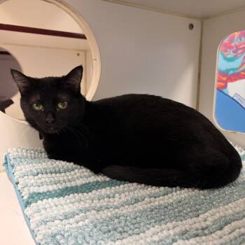 Maxine -  Domestic Short Hair Cat for Adoption in Cheyenne, Wyoming - Maxine | PetCurious