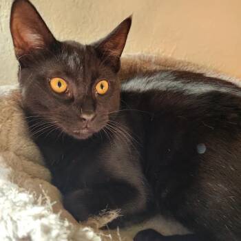 Bombay Cats Available for Adoption in Coral Gables, Florida - Moises | PetCurious
