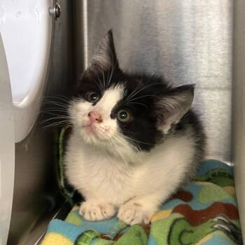 Domestic Short Hair Cats Available for Adoption in Newark, New Jersey - Melody | PetCurious