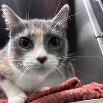 Domestic Short Hair Cats Available for Adoption in Edinburg, Texas - Darya (Tutu) | PetCurious