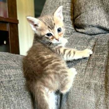 Jett -  Domestic Short Hair Cat for Adoption in Charlottesville, Virginia - Jett | PetCurious