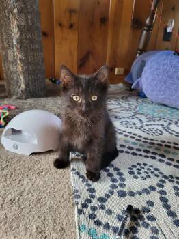 Rescue Domestic Medium Hair Cats for Adoption in Livonia, Michigan - C295 Litter Banebridge | PetCurious