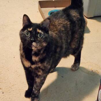 Rescue Domestic Short Hair Cats for Adoption in Brevard, North Carolina - Oakley | PetCurious