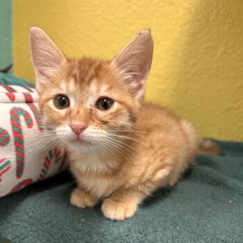 Chuy -  Domestic Short Hair Cat for Adoption in Fresno, California - Chuy | PetCurious