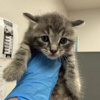 Dremy -  Domestic Medium Hair Cat for Adoption in Charleston, West Virginia - Dremy | PetCurious