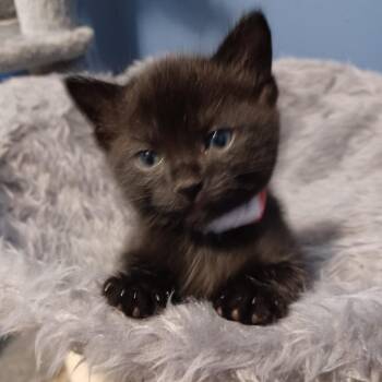 Santana C11841 -  Domestic Short Hair Cat for Adoption - Santana C11841 | PetCurious