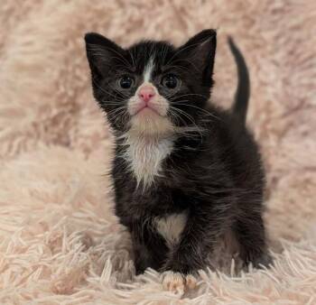 Ravioli -  Domestic Short Hair Cat for Adoption in Sherwood, Oregon - Ravioli | PetCurious
