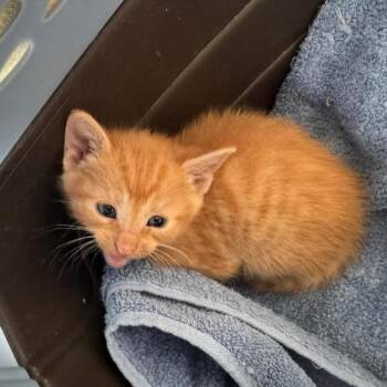 Domestic Short Hair Cats Available for Adoption in Madison, Wisconsin - Kreme | PetCurious