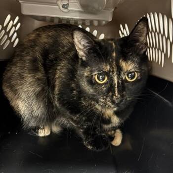 Rescue Domestic Short Hair Cats for Adoption in Salt Lake City, Utah - Lovebug | PetCurious