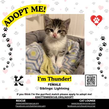 Thunder -  Domestic Short Hair Cat for Adoption in OSBORNVILLE, New Jersey - Thunder | PetCurious