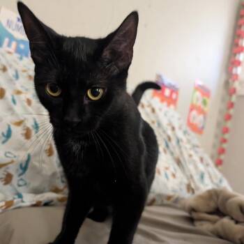 Sable -  Domestic Short Hair Cat for Adoption in Burlington, Ontario - Sable | PetCurious