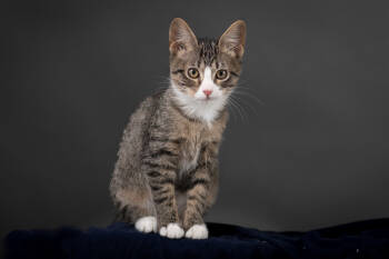 Rescue Domestic Short Hair Cats for Adoption in Fort Collins, Colorado - Pumpkin | PetCurious