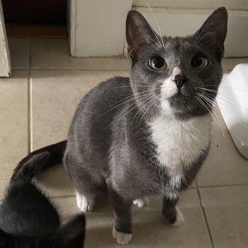 Mama de Mayo -  Domestic Short Hair Cat for Adoption in Norwalk, Connecticut - Mama De Mayo | PetCurious