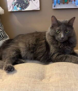 Rescue Domestic Medium Hair Cats for Adoption in Cuyahoga Falls, Ohio - Henna At Montrose Petsmart! | PetCurious