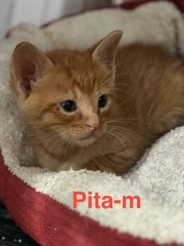Tabby and Domestic Short Hair Cats Available for Adoption in Brookhaven, Mississippi - Pita 26 | PetCurious