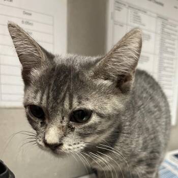 Mocha Latte -  Domestic Short Hair Cat for Adoption in Yuma, Arizona - Mocha Latte | PetCurious