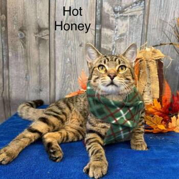 Domestic Short Hair Cats Available for Adoption - Hot Honey | PetCurious