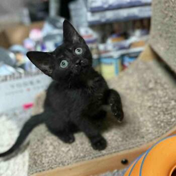 Rescue Domestic Short Hair Cats for Adoption in Beulaville, North Carolina - Xaden | PetCurious