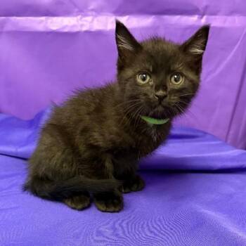 Daxton -  Domestic Medium Hair Cat Available for Adoption in North Myrtle Beach, South Carolina - Daxton | PetCurious
