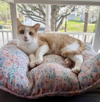 Domestic Short Hair Cats Available for Adoption in Scranton, Pennsylvania - Sunbeam | PetCurious