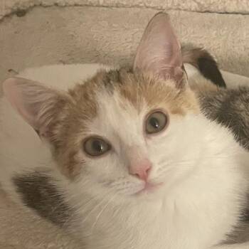 Domestic Short Hair Cats Available for Adoption - Prudence | PetCurious