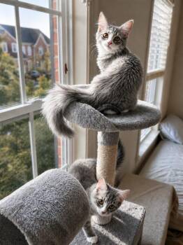 Alice & Julia Partners in Pounce - 3 Months Kittens -  Domestic Medium Hair and Siberian Cat for Adoption - Alice & Julia Partners In Pounce - 3 Months Kittens | PetCurious