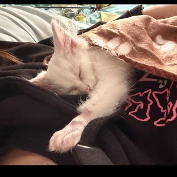 Dobby -  Domestic Long Hair Cat for Adoption in Rochester Hills, Michigan - Dobby | PetCurious