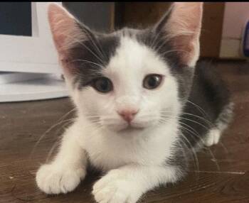 Aspen -  Domestic Short Hair Cat for Adoption in St. Peters, Missouri - Aspen | PetCurious