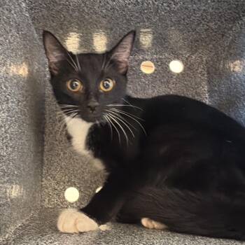 Tamia -  Domestic Short Hair Cat for Adoption in Birmingham, Alabama - Tamia | PetCurious