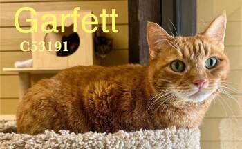 Domestic Short Hair Cats Available for Adoption - Garfett | PetCurious