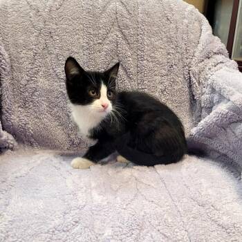 Domestic Short Hair Cats Available for Adoption in Kittanning, Pennsylvania - Cadbury #2448 | PetCurious