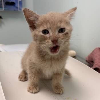 Prawn -  Domestic Short Hair Cat for Adoption in Clavet, Saskatchewan - Prawn | PetCurious