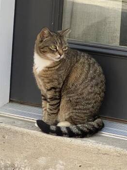 Domestic Short Hair Cats Available for Adoption in Corpus Christi, Texas - SPECKLES | PetCurious