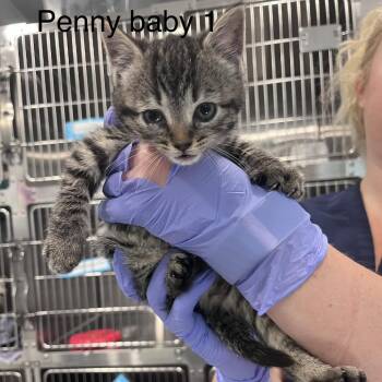 Penny Baby 1 -  Domestic Short Hair Cat for Adoption in Scituate, Massachusetts - Penny Baby 1 | PetCurious