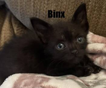 Binx -  Domestic Short Hair Cat for Adoption in Bossier City, Louisiana - Binx | PetCurious