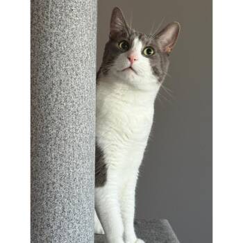 Leo -  Domestic Short Hair Cat for Adoption in Morgan Hill, California - Leo | PetCurious